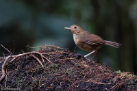 Pellorneum tickelli; Buff-breasted babbler; Beigebröstad timalia