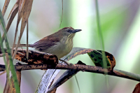 Mixornis gularis; Pin-striped tit-babbler; Finstrimmig mestimalia