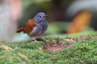 Cyanoderma erythropterum; Chestnut-winged babbler; Kastanjevingad timalia