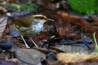 Urosphena whiteheadi; Bornean stubtail; Borneostubbstjärt