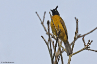 Rubigula flaviventris; Black-crested bulbul; Svarttofsad bulbyl