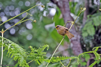 Pycnonotus finlaysoni; Stripe-throated bulbul; Gulstreckad bulbyl