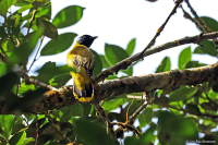 Microtarsus melanocephalos; Black-headed bulbul; Svarthuvad bulbyl