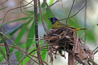 Microtarsus melanocephalos; Black-headed bulbul; Svarthuvad bulbyl