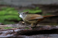 Alophoixus ruficrissus; Penan bulbul; Penanbulbyl