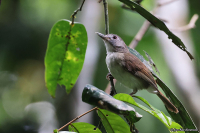 Alophoixus ochraceus; Ochraceous bulbul; Ockrabulbyl