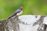 Hirundo javanica; Pacific swallow; Kustsvala