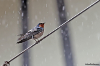 Hirundo javanica; Pacific swallow; Kustsvala
