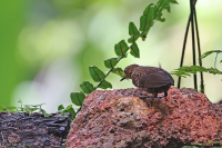 Pnoepyga pusilla; Pygmy cupwing; Pygmékupvinge