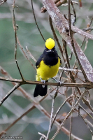 Melanochlora sultanea; Sultan tit; Sultanmes