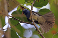Hypothymis azurea; Black-naped monarch; Azurmonark