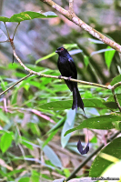 Dicrurus paradiseus; Greater racket-tailed drongo; Större vimpeldrongo