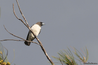 Artamus leucorynchus; White-breasted woodswallow; Vitbröstad svalstare