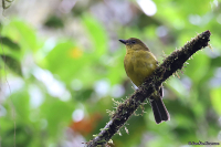 Pachycephala hypoxantha; Bornean whistler; Borneovisslare
