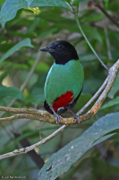 Pitta sordida; Western hooded pitta; Orientjuveltrast