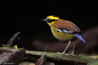 Hydrornis schwaneri; Bornean banded pitta; Borneojuveltrast