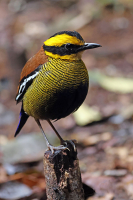 Hydrornis schwaneri; Bornean banded pitta; Borneojuveltrast