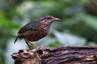 Hydrornis oatesi; Rusty-naped pitta; Rostjuveltrast