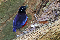 Erythropitta ussheri; Black-crowned pitta; Sabahjuveltrast