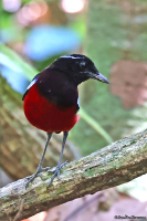 Erythropitta ussheri; Black-crowned pitta; Sabahjuveltrast