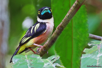 Eurylaimus ochromalus; Black-and-yellow broadbill; Svartgul brednäbb