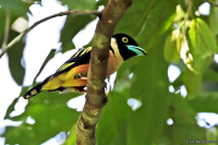Eurylaimus ochromalus; Black-and-yellow broadbill; Svartgul brednäbb
