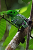 Calyptomena viridis; Green broadbill; Smaragdbrednäbb