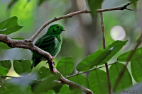 Calyptomena viridis; Green broadbill; Smaragdbrednäbb