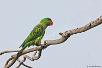 Tanygnathus lucionensis; Blue-naped parrot; Blånackad papegoja