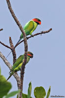 Psittacula longicauda; Long-tailed parakeet; Långstjärtad parakit