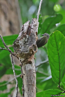 Sasia abnormis; Rufous piculet; Rostdvärgspett