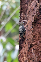 Meiglyptes grammithorax; Buff-rumped woodpecker; Tigerspett