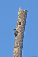 Hemicircus sordidus (concretus); Gray-and-buff woodpecker; Hemicircus sordidus