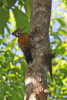 Dinopium javanense; Common flameback; Guldryggig flamspett