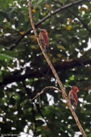 Chrysophlegma miniaceum; Banded woodpecker; Bandad grönspett