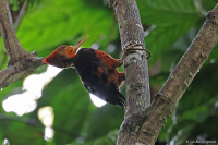 Chrysocolaptes validus; Orange-backed woodpecker; Orangeryggig sultanspett