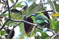 Psilopogon pulcherrimus; Golden-naped barbet; Guldnackad barbett