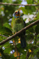 Psilopogon oorti; Black-browed barbet; Svartbrynad barbett