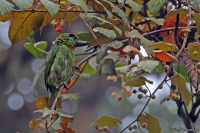 Psilopogon mystacophanos; Red-throated barbet; Rödstrupig barbett