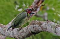 Psilopogon duvaucelii; Black-eared barbet; Svartörad barbett