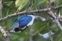 Todiramphus chloris; Collared kingfisher; Halsbandskungsfiskare