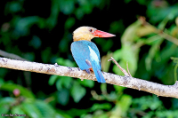 Pelargopsis capensis; Stork-billed kingfisher; Storknäbbskungsfiskare