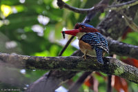 Lacedo pulchella; Banded kingfisher; Bandad kungsfiskare