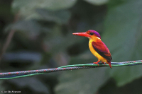 Ceyx rufidorsa; Rufous-backed kingfisher; Rostryggig kungsfiskare