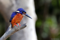 Alcedo meninting; Blue-eared kingfisher; Menintingkungsfiskare