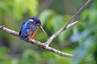 Alcedo meninting; Blue-eared kingfisher; Menintingkungsfiskare