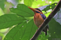 Actenoides concretus; Rufous-collared kingfisher; Rosthalsad kungsfiskare