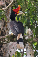 Buceros rhinoceros; Rhinoceros hornbill; Noshörningsnäshornsfågel