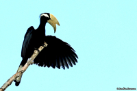 Anthracoceros malayanus; Black hornbill; Svart näshornsfågel