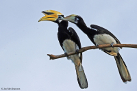 Anthracoceros albirostris; Oriental pied hornbill; Orientnäshornsfågel